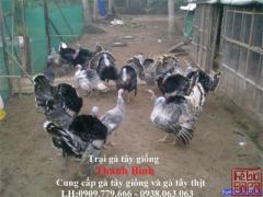 Trại gà tây(gà lôi) giống Thanh Bình.Chuyên cung cấp con giống